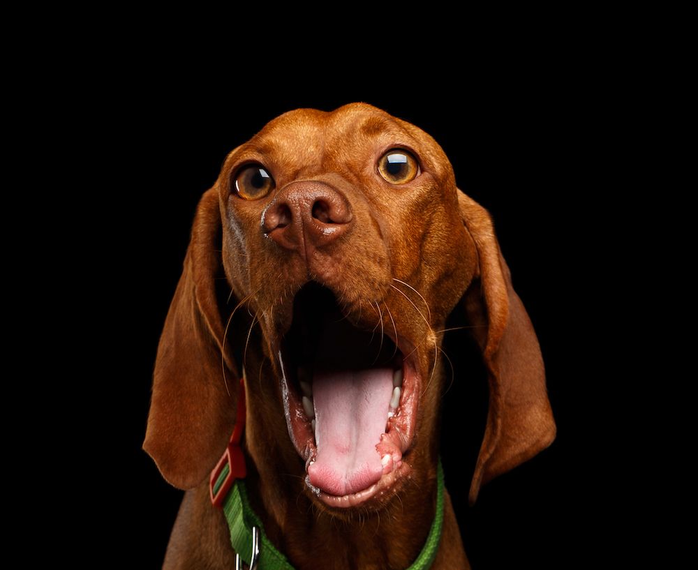 Who’s Laughing Now?